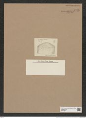 Cladogramma anastomosans Grun. (de-Toni-Nr.: Genus 242) Zeichnungen Sammlung Grunow Nr. 9726 (NHMW-BOT-W0379673)